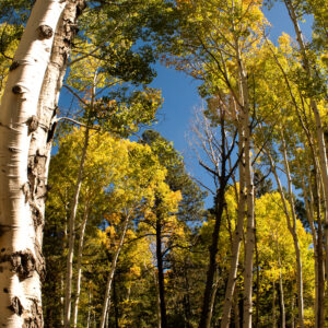 Aspen Grove
