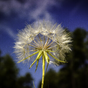 Dandelion